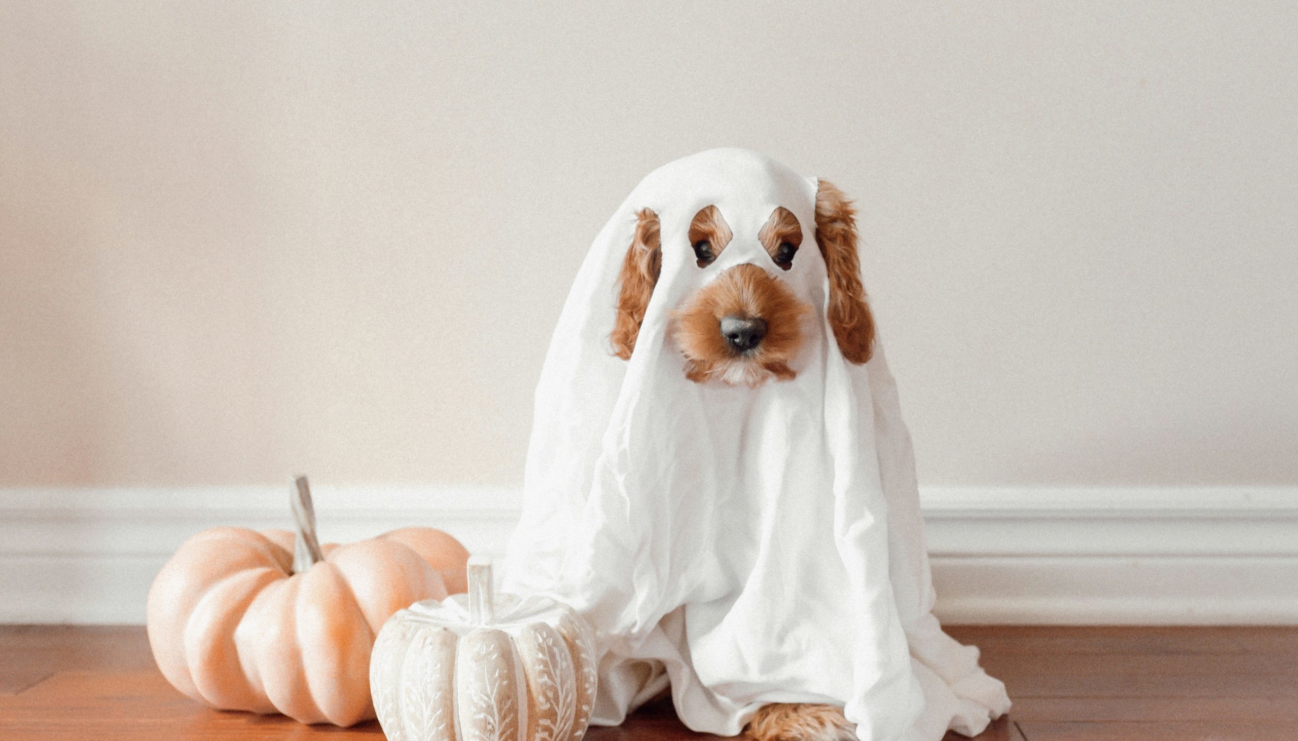 Keeping Your Pet Safe on Halloween