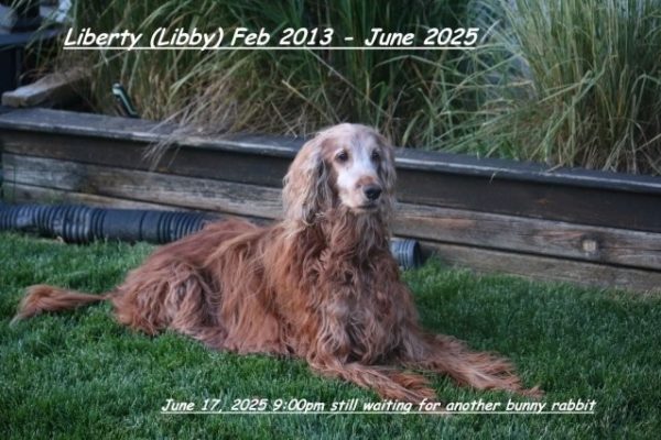 Libby June 17 2025