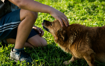 image for Dog Bite Prevention Week